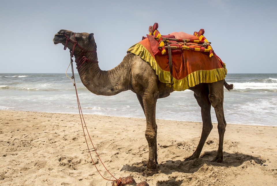 camel-958703_960_720